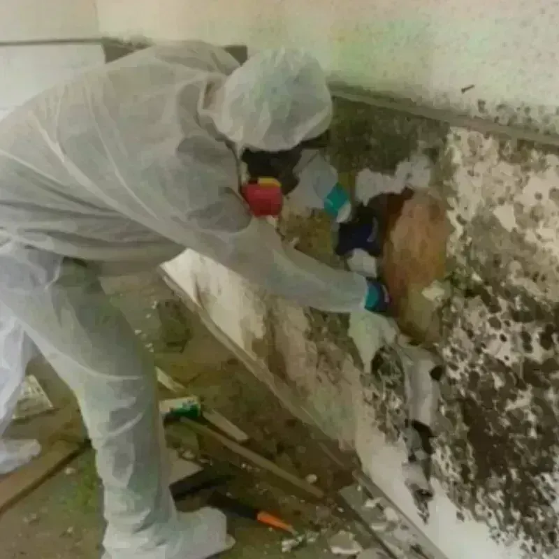 Mold Remediation and Removal in Baldwin, FL